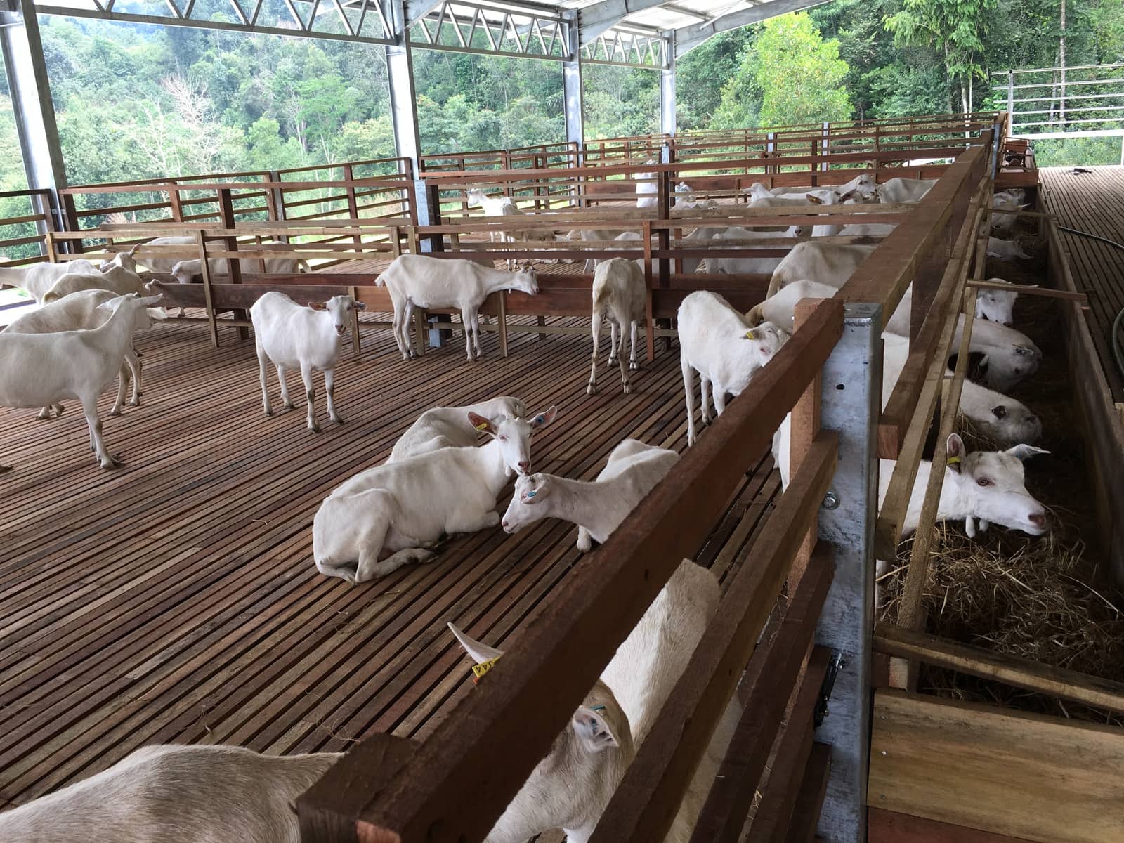 Gallery - Farm Fresh Malaysia